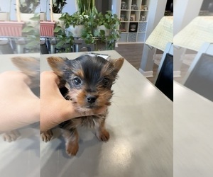 Yorkshire Terrier Puppy for sale in BROOKLAND, AR, USA