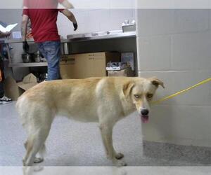 Labrador Retriever-Unknown Mix Dogs for adoption in Pasadena, TX, USA