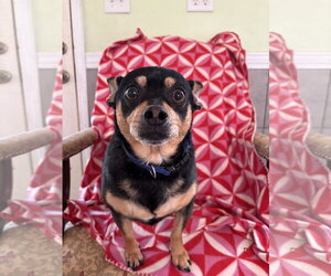 Chipin Dogs for adoption in Pacolet, SC, USA