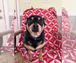 Louie Sep 26 - Male Chipin Dog for Adoption - Small photo