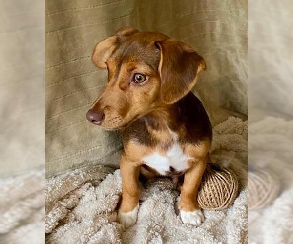 Medium Photo #5 Dachshund-Unknown Mix Puppy For Sale in Murfreesboro, NC, USA