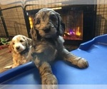 Small Photo #30 Aussiedoodle-Poodle (Standard) Mix Puppy For Sale in COMMERCE, MI, USA