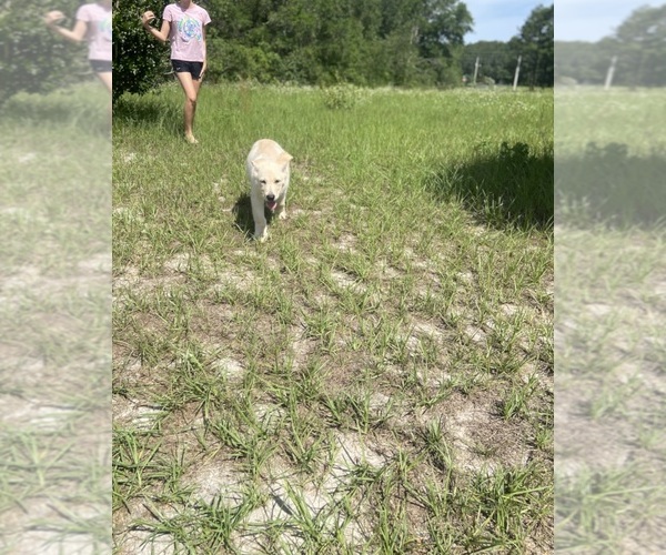 Medium Photo #14 German Shepherd Dog Puppy For Sale in ALACHUA, FL, USA