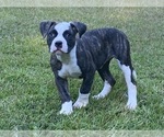 Small Photo #4 American Bulldog Puppy For Sale in FORT MILL, SC, USA