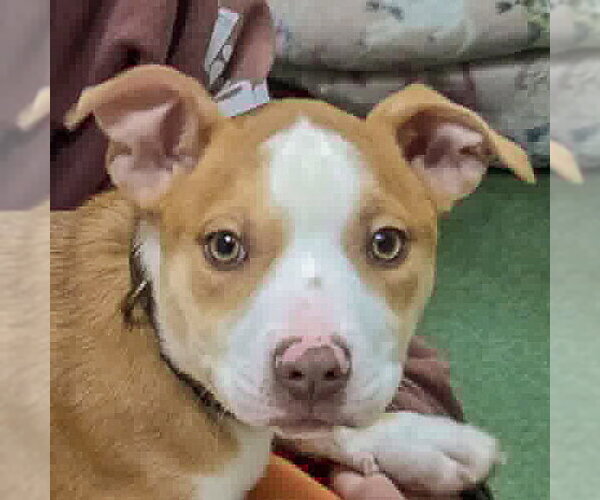 Medium Photo #3 American Staffordshire Terrier-Boxer Mix Puppy For Sale in Huntley, IL, USA