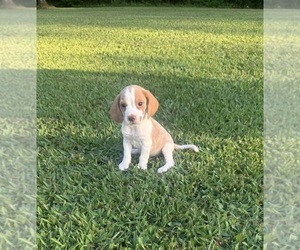 Beagle Puppy for Sale in WOODBRIDGE, Virginia USA