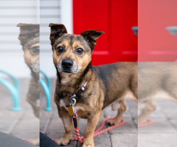 Medium Photo #8 Mutt Puppy For Sale in St. Louis Park, MN, USA