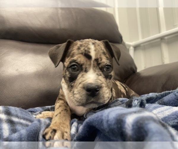 Medium Photo #92 American Bully Puppy For Sale in REESEVILLE, WI, USA