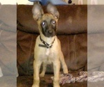 Small Photo #6 Belgian Malinois Puppy For Sale in GILBERT, AZ, USA
