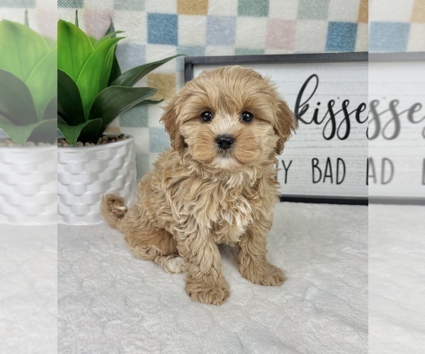 Medium Photo #1 Cavapoo (Miniature) Puppy For Sale in FRANKLIN, IN, USA