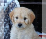 Small Photo #2 Goldendoodle (Miniature) Puppy For Sale in ELIZABETHVILLE, PA, USA