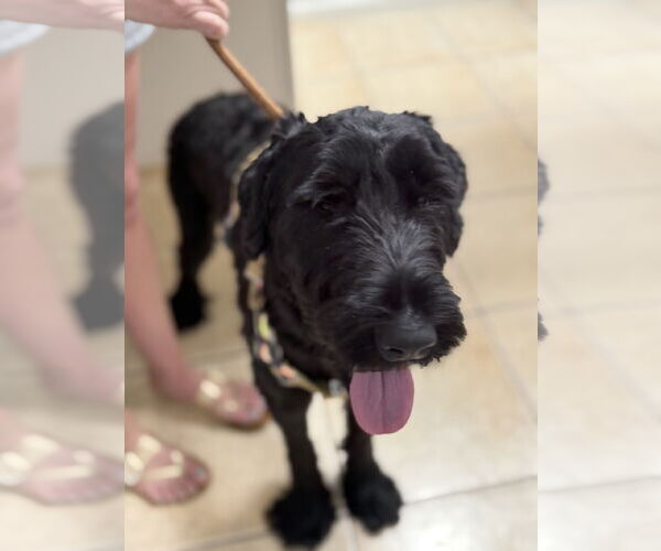 Medium Photo #3 Mutt Puppy For Sale in Valrico, FL, USA