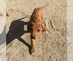 Small Photo #124 Rhodesian Ridgeback Puppy For Sale in MORONGO VALLEY, CA, USA