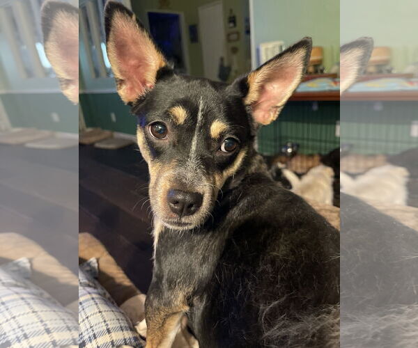 Medium Photo #1 Chipin Puppy For Sale in Victorville, CA, USA