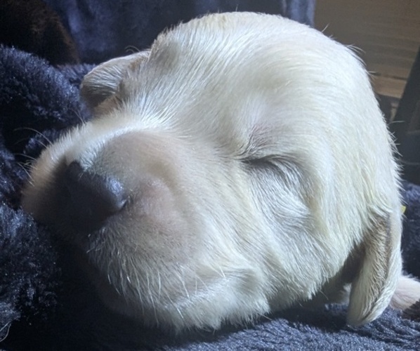 Medium Photo #1 Golden Retriever Puppy For Sale in MODESTO, CA, USA