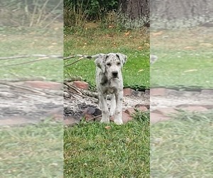 Great Dane Puppy for sale in WOOSTER, OH, USA