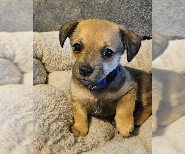 Medium Photo #3 Chiweenie Puppy For Sale in Los Angeles, CA, USA