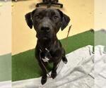 Small American Pit Bull Terrier