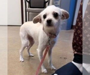 Chihuahua-Unknown Mix Dogs for adoption in Canton, CT, USA