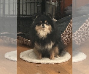 Mother of the Pomeranian puppies born on 01/07/2025