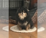 Small Photo #1 Pomeranian Puppy For Sale in LAKESIDE, CA, USA