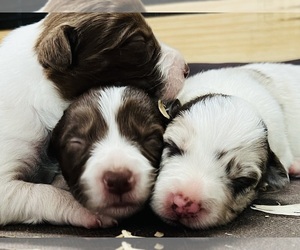 Border Collie Puppy for sale in COLLEGE STATION, TX, USA