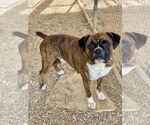 Small #1 Boxer