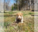Small Photo #5 American Pit Bull Terrier-Border Collie Mix Puppy For Sale in SHEPHERDSTOWN, WV, USA