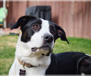 Orbit - Female Border Collie-Unknown Mix Dog for Adoption - Photo #4