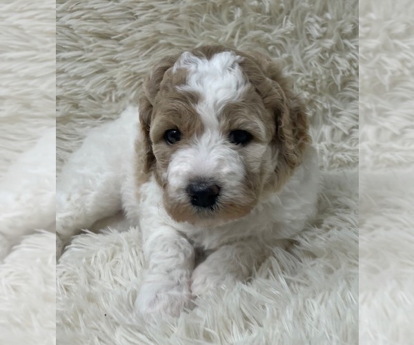 Medium Photo #21 Double Doodle Puppy For Sale in PIERSON, FL, USA