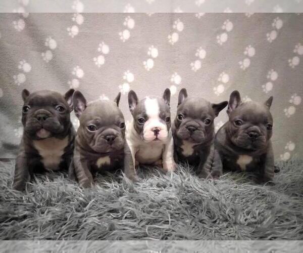 Medium Photo #4 French Bulldog Puppy For Sale in BROOKLYN, NY, USA