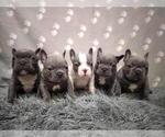 Small #3 French Bulldog