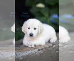 Puppy Cruz English Cream Golden Retriever