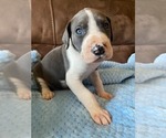 Puppy 9 Great Dane