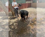 Small #1 Rottweiler