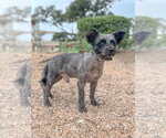 Small #2 Mutt