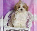 Puppy Snickerdoodle Maltipoo (Toy)