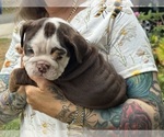 Puppy Cocoa Bean English Bulldog