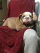 Small Photo #2 Bulldog Puppy For Sale in EAST HAVEN, CT, USA