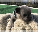 Small Photo #36 French Bulldog Puppy For Sale in PLACERVILLE, CA, USA