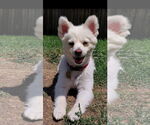Small Pomeranian