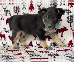 Texas Heeler Puppy for sale in LANCASTER, PA, USA