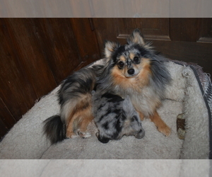 Mother of the Pomeranian puppies born on 12/16/2022