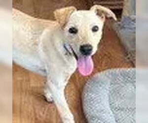 Labrador Retriever-Unknown Mix Dogs for adoption in Bristol, CT, USA