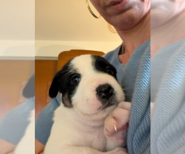 Medium Photo #3 Mutt Puppy For Sale in Pacifica, CA, USA