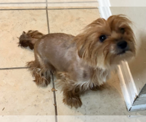Mother of the Yorkshire Terrier puppies born on 11/18/2024
