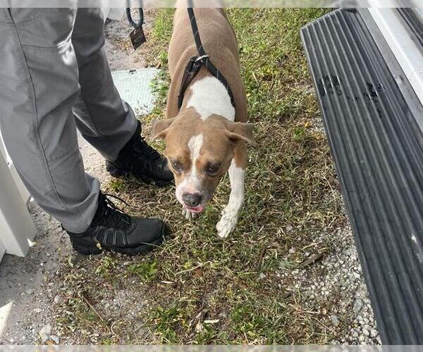 Medium Photo #1 Boxer Puppy For Sale in Palmetto, FL, USA