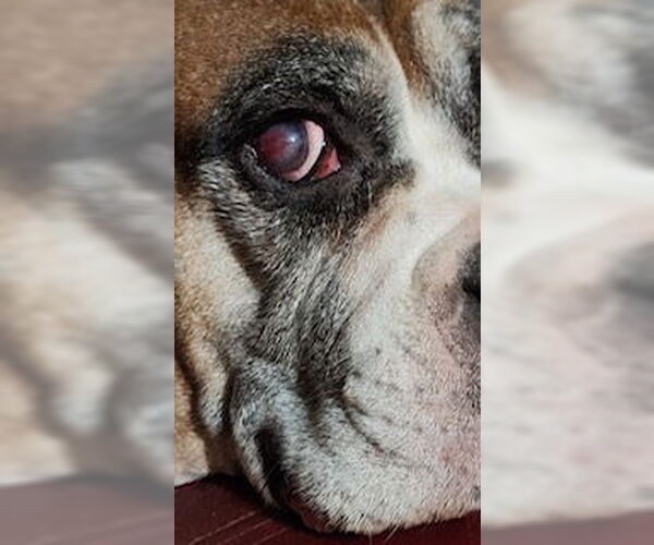 Medium Photo #3 Boxer Puppy For Sale in Austin, TX, USA