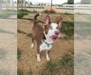 Toby Blue Eyes - Male Gerberian Shepsky Dog for Adoption - Photo #5