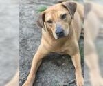 Small #3 Labrador Retriever Mix